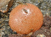 未知種短腹海鞘藏品圖，第12張