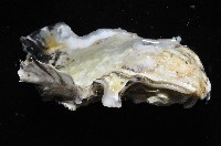 近江牡蠣藏品圖，第3張