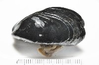地中海殼菜蛤藏品圖，第4張