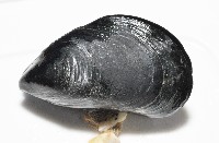 地中海殼菜蛤藏品圖，第5張