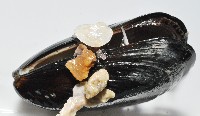 地中海殼菜蛤藏品圖，第6張
