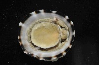 未知種蓮花青螺藏品圖，第2張