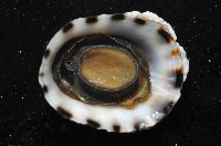 未知種蓮花青螺藏品圖，第4張