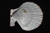 法爾海扇蛤藏品圖，第3張