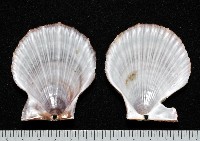 法爾海扇蛤藏品圖，第4張