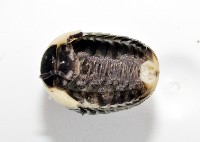 奇妙摩氏球馬陸藏品圖，第4張