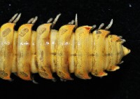 未知種琉球帶馬陸藏品圖，第3張