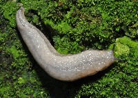 雙線蛞蝓藏品圖，第3張