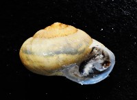 扁蝸牛藏品圖，第4張