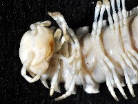 未知種琉球帶馬陸藏品圖，第3張
