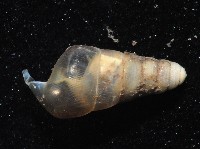 未知種煙管蝸牛藏品圖，第4張