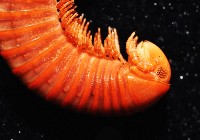 磚紅厚甲馬陸藏品圖，第2張