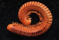 磚紅厚甲馬陸藏品圖，第3張