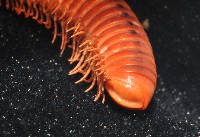 磚紅厚甲馬陸藏品圖，第4張
