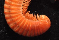 磚紅厚甲馬陸藏品圖，第2張
