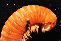 磚紅厚甲馬陸藏品圖，第2張