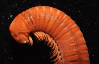 磚紅厚甲馬陸藏品圖，第3張