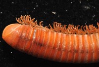 磚紅厚甲馬陸藏品圖，第4張