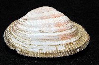 紫晃蛤藏品圖，第4張