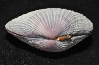 紫晃蛤藏品圖，第7張