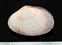 紫晃蛤藏品圖，第8張