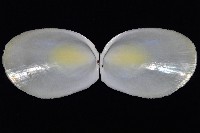 大黃狐蛤藏品圖，第2張