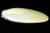 大黃狐蛤藏品圖，第4張