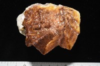 鋸齒牡蠣藏品圖，第1張