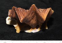 鋸齒牡蠣藏品圖，第2張