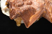 鋸齒牡蠣藏品圖，第4張