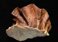 鋸齒牡蠣藏品圖，第5張