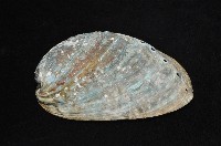紐西蘭鮑螺藏品圖，第3張