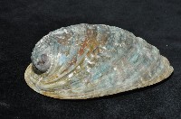 紐西蘭鮑螺藏品圖，第4張