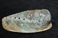 紐西蘭鮑螺藏品圖，第5張