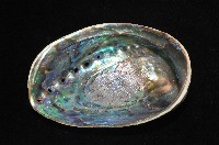 紐西蘭鮑螺藏品圖，第8張