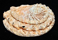 旋梯鮑螺藏品圖，第4張