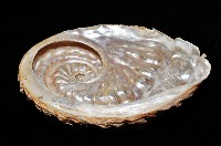 旋梯鮑螺藏品圖，第8張