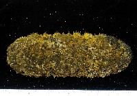未知種海參藏品圖，第2張