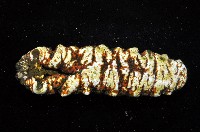 未知種海參藏品圖，第4張