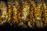 未知種海參藏品圖，第8張