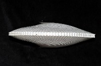 扁船蛸藏品圖，第2張