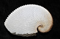 扁船蛸藏品圖，第4張