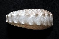 闊船蛸藏品圖，第3張