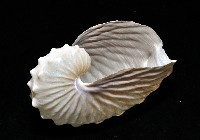 闊船蛸藏品圖，第4張