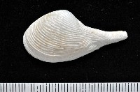 登錄號:007034-00050藏品圖，第1張