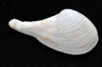 登錄號:007034-00050藏品圖，第2張
