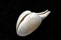 登錄號:007034-00050藏品圖，第3張