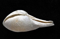 登錄號:007034-00050藏品圖，第4張