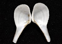 正杓蛤藏品圖，第4張