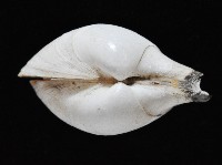 白玉杓蛤藏品圖，第3張